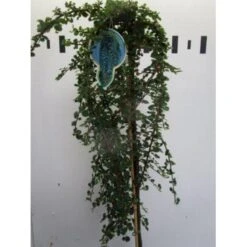 Dværgmispel 'Winter Jewel' Cotoneaster Dammeri 'Winter Jewel' Opstammet 60 Cm. Med Potte