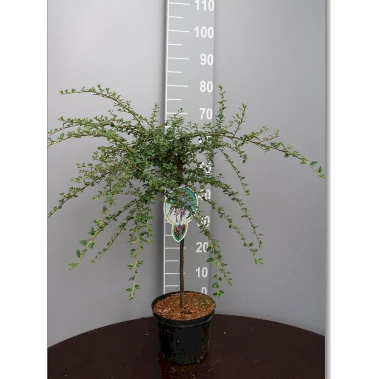 Dværgmispel 'Variegatus' Cotoneaster Atropurpureus 'Variegatus' Opstammet 60 cm. med potte Dværgmispel 'Variegatus' Cotoneaster Atropurpureus 'Variegatus' Opstammet 60 Cm. Med Potte -Plantetorvet p17982 45610 cotoneaster atropurpureus variegatus a186