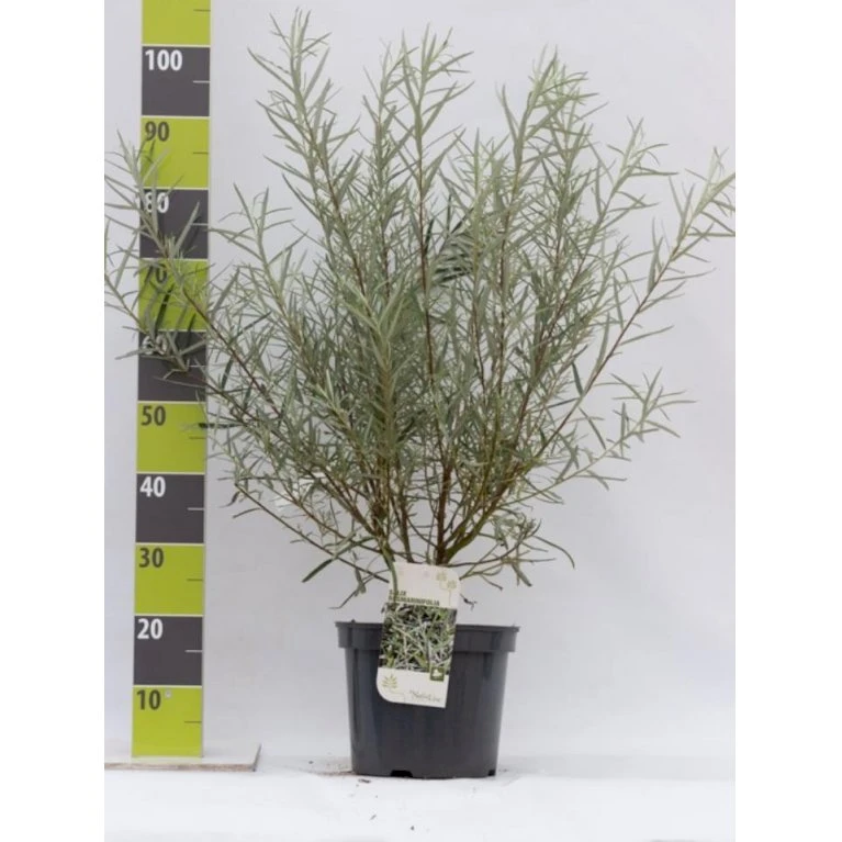 Rosmarinpil Salix Repens 'Rosmarinifolia' Potte 7,5 liter 80-100 cm. Rosmarinpil Salix Repens 'Rosmarinifolia' Potte 7,5 Liter 80-100 Cm. -Plantetorvet p1809 41911 salix repens rosmarinifolia a1c8