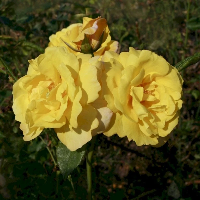 'Chinatown'™ Rosa X 'Chinatown'™ (Buketrose) A-Kvalitet,- barrods roser min. 3 grene 'Chinatown'™ Rosa X 'Chinatown'™ (Buketrose) A-Kvalitet,- Barrods Roser Min. 3 Grene -Plantetorvet p1893 52333 rosa x chinatown buketrose b4c2