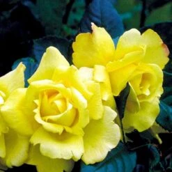 'Chinatown'™ Rosa X 'Chinatown'™ (Buketrose) A-Kvalitet,- Barrods Roser Min. 3 Grene 4 'Chinatown'™ Rosa X 'Chinatown'™ (Buketrose) A-Kvalitet,- Barrods Roser Min. 3 Grene -Plantetorvet p1893 52334 rosa x chinatown buketrose d3a9