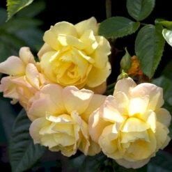 'Chinatown'™ Rosa X 'Chinatown'™ (Buketrose) A-Kvalitet,- Barrods Roser Min. 3 Grene 5 'Chinatown'™ Rosa X 'Chinatown'™ (Buketrose) A-Kvalitet,- Barrods Roser Min. 3 Grene -Plantetorvet p1893 52335 rosa x chinatown buketrose 9123