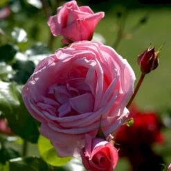 'Coral Dawn' Rosa X 'Coral Dawn' (Slyngrose) A-Kvalitet,- Barrods Roser Min. 3 Grene 4 'Coral Dawn' Rosa X 'Coral Dawn' (Slyngrose) A-Kvalitet,- Barrods Roser Min. 3 Grene -Plantetorvet p1895 52349 rosa x coral dawn slyngrose ee34