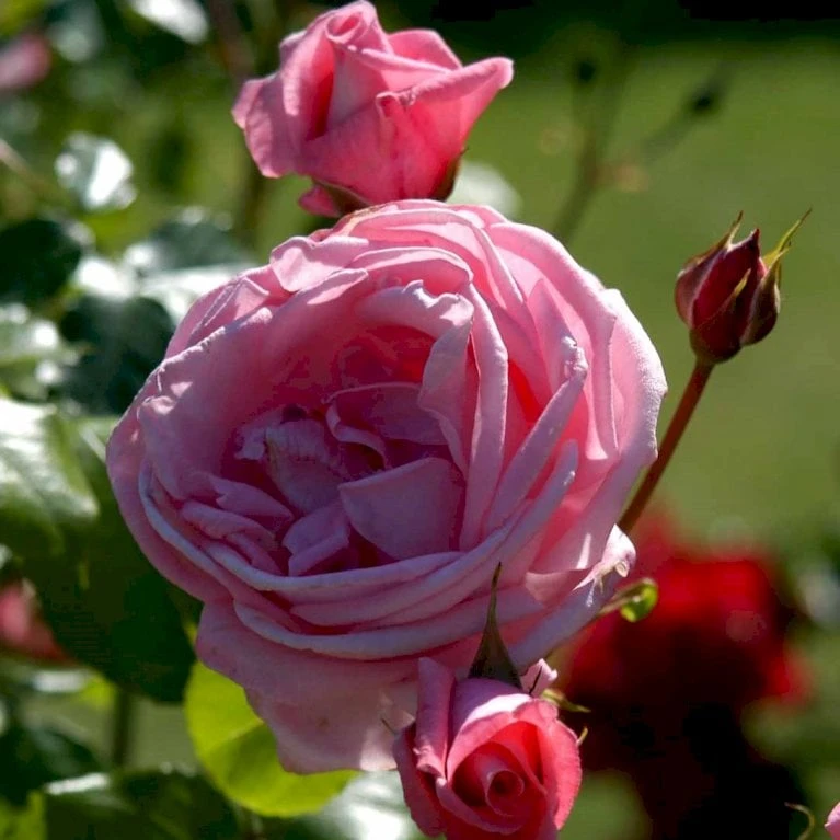 'Coral Dawn' Rosa X 'Coral Dawn' (Slyngrose) A-Kvalitet,- barrods roser min. 3 grene 'Coral Dawn' Rosa X 'Coral Dawn' (Slyngrose) A-Kvalitet,- Barrods Roser Min. 3 Grene -Plantetorvet p1895 52349 rosa x coral dawn slyngrose ee34