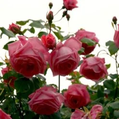 'Coral Dawn' Rosa X 'Coral Dawn' (Slyngrose) A-Kvalitet,- Barrods Roser Min. 3 Grene 5 'Coral Dawn' Rosa X 'Coral Dawn' (Slyngrose) A-Kvalitet,- Barrods Roser Min. 3 Grene -Plantetorvet p1895 52350 rosa x coral dawn slyngrose 635b