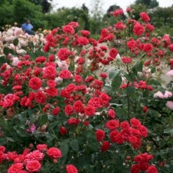 'Elmshorn'® Rosa X 'Elmshorn'® (Buskrose) A-Kvalitet,- Barrods Roser Min. 3 Grene