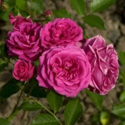 'Elmshorn'® Rosa X 'Elmshorn'® (Buskrose) A-Kvalitet,- Barrods Roser Min. 3 Grene 4 'Elmshorn'® Rosa X 'Elmshorn'® (Buskrose) A-Kvalitet,- Barrods Roser Min. 3 Grene -Plantetorvet p1896 53561 rosa x elmshorn buskrose 1d83