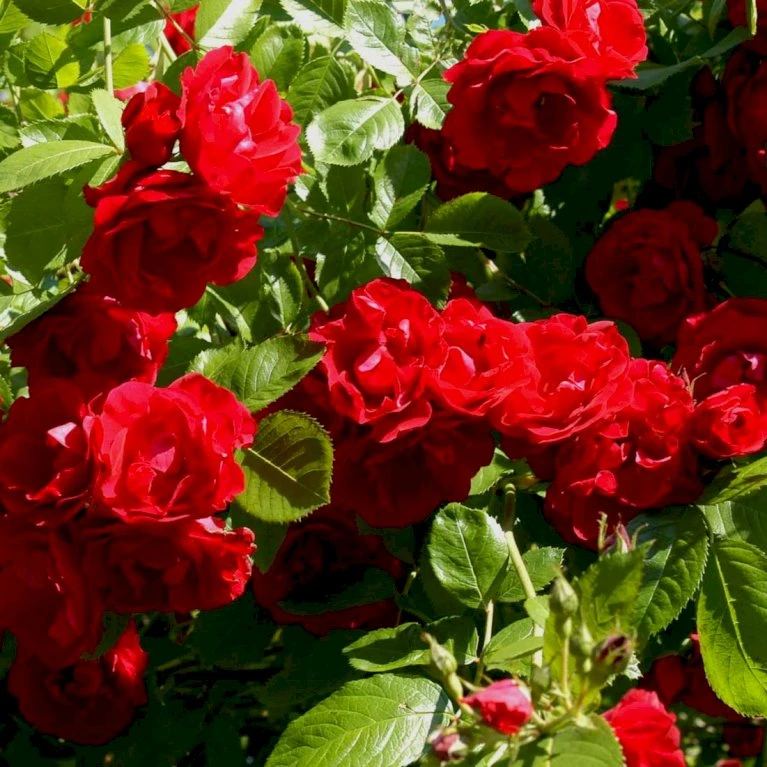 'Flammentanz'® Rosa X 'Flammentanz'® (Slyngrose) A-Kvalitet,- barrods roser min. 3 grene 'Flammentanz'® Rosa X 'Flammentanz'® (Slyngrose) A-Kvalitet,- Barrods Roser Min. 3 Grene -Plantetorvet p1898 52387 rosa x flammentanz slyngrose b168