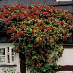 'Flammentanz'® Rosa X 'Flammentanz'® (Slyngrose) A-Kvalitet,- Barrods Roser Min. 3 Grene 5 'Flammentanz'® Rosa X 'Flammentanz'® (Slyngrose) A-Kvalitet,- Barrods Roser Min. 3 Grene -Plantetorvet p1898 52388 rosa x flammentanz slyngrose 76a8