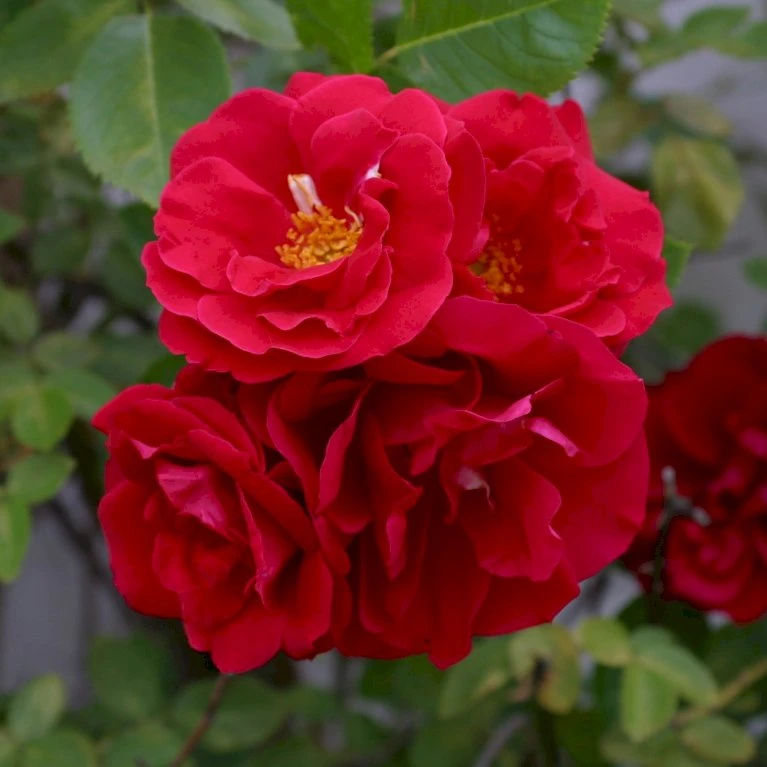 'Flammentanz'® Rosa X 'Flammentanz'® (Slyngrose) A-Kvalitet,- barrods roser min. 3 grene 'Flammentanz'® Rosa X 'Flammentanz'® (Slyngrose) A-Kvalitet,- Barrods Roser Min. 3 Grene -Plantetorvet p1898 53563 rosa x flammentanz slyngrose 9153