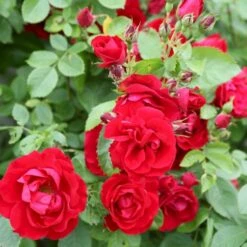 'Flammentanz'® Rosa X 'Flammentanz'® (Slyngrose) A-Kvalitet,- Barrods Roser Min. 3 Grene 7 'Flammentanz'® Rosa X 'Flammentanz'® (Slyngrose) A-Kvalitet,- Barrods Roser Min. 3 Grene -Plantetorvet p1898 53564 rosa x flammentanz slyngrose a073