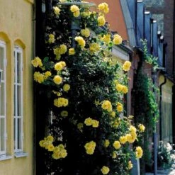 'Goldstern'® Rosa Kordesii 'Goldstern'® (Slyngrose) A-Kvalitet,- Barrods Roser Min. 3 Grene 4 'Goldstern'® Rosa Kordesii 'Goldstern'® (Slyngrose) A-Kvalitet,- Barrods Roser Min. 3 Grene -Plantetorvet p1900 52414 rosa kordesii goldstern slyngrose 9feb