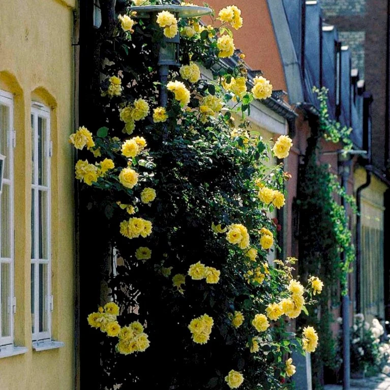 'Goldstern'® Rosa Kordesii 'Goldstern'® (Slyngrose) A-Kvalitet,- barrods roser min. 3 grene 'Goldstern'® Rosa Kordesii 'Goldstern'® (Slyngrose) A-Kvalitet,- Barrods Roser Min. 3 Grene -Plantetorvet p1900 52414 rosa kordesii goldstern slyngrose 9feb