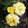 'Lichtkönigin Lucia'® Rosa X 'Lichtkönigin Lucia'® (Buketrose) A-Kvalitet,- Barrods Roser Min. 3 Grene 1 'Lichtkönigin Lucia'® Rosa X 'Lichtkönigin Lucia'® (Buketrose) A-Kvalitet,- Barrods Roser Min. 3 Grene -Plantetorvet p1901 52442 rosa x lichtkoenigin lucia buketrose 1fc9