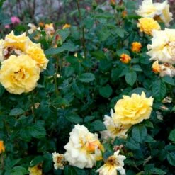 'Lichtkönigin Lucia'® Rosa X 'Lichtkönigin Lucia'® (Buketrose) A-Kvalitet,- Barrods Roser Min. 3 Grene -Plantetorvet p1901 52443 rosa x lichtkoenigin lucia buketrose e2a2