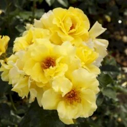 'Lichtkönigin Lucia'® Rosa X 'Lichtkönigin Lucia'® (Buketrose) A-Kvalitet,- Barrods Roser Min. 3 Grene -Plantetorvet p1901 53600 rosa x lichtkoenigin lucia buketrose b4be