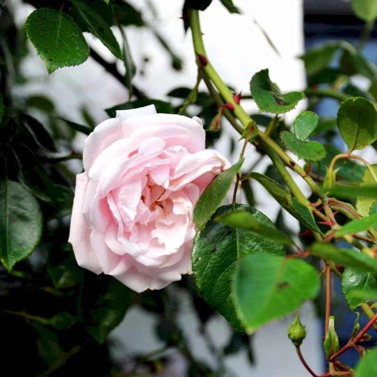 'New Dawn' Rosa X 'New Dawn' (Slyngrose) A-Kvalitet,- barrods roser min. 3 grene 'New Dawn' Rosa X 'New Dawn' (Slyngrose) A-Kvalitet,- Barrods Roser Min. 3 Grene -Plantetorvet p1902 52479 rosa x new dawn slyngrose f6c4