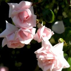 'New Dawn' Rosa X 'New Dawn' (Slyngrose) A-Kvalitet,- Barrods Roser Min. 3 Grene 5 'New Dawn' Rosa X 'New Dawn' (Slyngrose) A-Kvalitet,- Barrods Roser Min. 3 Grene -Plantetorvet p1902 52480 rosa x new dawn slyngrose be37