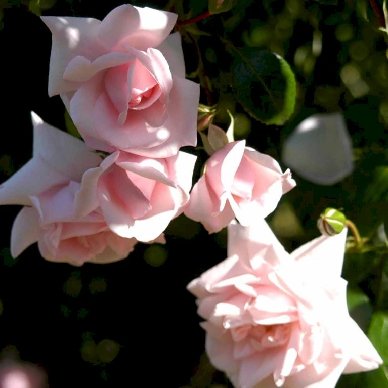 'New Dawn' Rosa X 'New Dawn' (Slyngrose) A-Kvalitet,- barrods roser min. 3 grene 'New Dawn' Rosa X 'New Dawn' (Slyngrose) A-Kvalitet,- Barrods Roser Min. 3 Grene -Plantetorvet p1902 52480 rosa x new dawn slyngrose be37