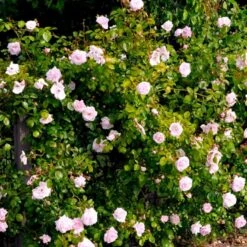 'New Dawn' Rosa X 'New Dawn' (Slyngrose) A-Kvalitet,- Barrods Roser Min. 3 Grene 6 'New Dawn' Rosa X 'New Dawn' (Slyngrose) A-Kvalitet,- Barrods Roser Min. 3 Grene -Plantetorvet p1902 52481 rosa x new dawn slyngrose 6064