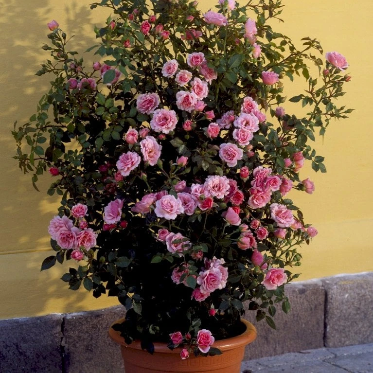'Nordina'™ Rosa X 'Nordina'™ (Slyngrose) A-Kvalitet,- barrods roser min. 3 grene 'Nordina'™ Rosa X 'Nordina'™ (Slyngrose) A-Kvalitet,- Barrods Roser Min. 3 Grene -Plantetorvet p1904 52247 rosa x nordina slyngrose ec57