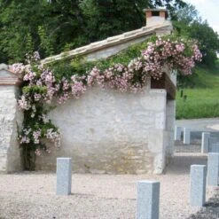 'Rosenholm'™ Rosa X 'Rosenholm'™ (Slyngrose) A-Kvalitet,- Barrods Roser Min. 3 Grene