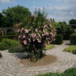 'Rosenholm'™ Rosa X 'Rosenholm'™ (Slyngrose) A-Kvalitet,- Barrods Roser Min. 3 Grene -Plantetorvet p1911 52251 rosa x rosenholm slyngrose 1f2c