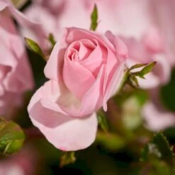 'Rosenholm'™ Rosa X 'Rosenholm'™ (Slyngrose) A-Kvalitet,- Barrods Roser Min. 3 Grene -Plantetorvet p1911 52252 rosa x rosenholm slyngrose b50b