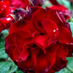 'Santana'® Rosa X 'Santana'® (Slyngrose) A-Kvalitet,- Barrods Roser Min. 3 Grene -Plantetorvet p1913 52891 rosa x santana slyngrose fc5a