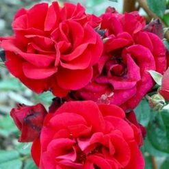 'Santana'® Rosa X 'Santana'® (Slyngrose) A-Kvalitet,- Barrods Roser Min. 3 Grene -Plantetorvet p1913 52893 rosa x santana slyngrose 14cb