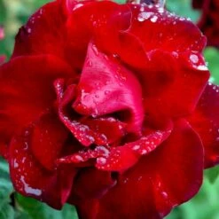 'Santana'® Rosa X 'Santana'® (Slyngrose) A-Kvalitet,- Barrods Roser Min. 3 Grene -Plantetorvet p1913 52894 rosa x santana slyngrose d573