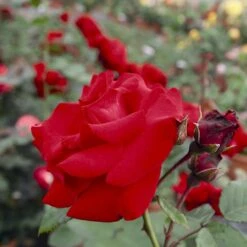 'Santana'® Rosa X 'Santana'® (Slyngrose) A-Kvalitet,- Barrods Roser Min. 3 Grene -Plantetorvet p1913 54036 rosa x santana slyngrose 0ca8