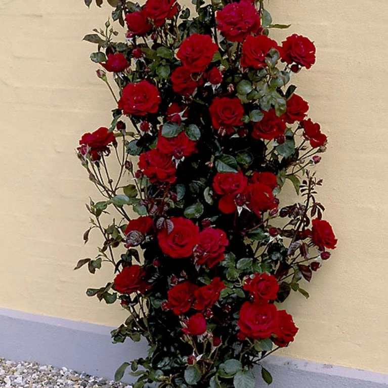 'That's Jazz'™ Rosa X 'That's Jazz'™ (Slyngrose) A-Kvalitet,- barrods roser min. 3 grene 'That's Jazz'™ Rosa X 'That's Jazz'™ (Slyngrose) A-Kvalitet,- Barrods Roser Min. 3 Grene -Plantetorvet p1916 52255 rosa x that s jazz slyngrose e8e2