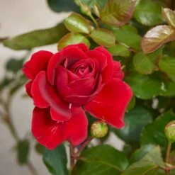 'That's Jazz'™ Rosa X 'That's Jazz'™ (Slyngrose) A-Kvalitet,- Barrods Roser Min. 3 Grene 5 'That's Jazz'™ Rosa X 'That's Jazz'™ (Slyngrose) A-Kvalitet,- Barrods Roser Min. 3 Grene -Plantetorvet p1916 52257 rosa x that s jazz slyngrose 9352