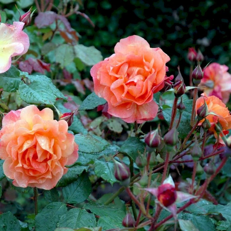 'Westerland'® Rosa X 'Westerland'® (Slyngrose) A-Kvalitet,- barrods roser min. 3 grene 'Westerland'® Rosa X 'Westerland'® (Slyngrose) A-Kvalitet,- Barrods Roser Min. 3 Grene -Plantetorvet p1919 52925 rosa x westerland buskrose e31d