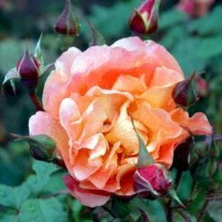 'Westerland'® Rosa X 'Westerland'® (Slyngrose) A-Kvalitet,- Barrods Roser Min. 3 Grene 4 'Westerland'® Rosa X 'Westerland'® (Slyngrose) A-Kvalitet,- Barrods Roser Min. 3 Grene -Plantetorvet p1919 52926 rosa x westerland buskrose 248d