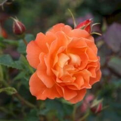 'Westerland'® Rosa X 'Westerland'® (Slyngrose) A-Kvalitet,- Barrods Roser Min. 3 Grene 7 'Westerland'® Rosa X 'Westerland'® (Slyngrose) A-Kvalitet,- Barrods Roser Min. 3 Grene -Plantetorvet p1919 53676 rosa x westerland slyngrose 315c