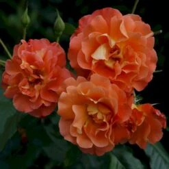 'Westerland'® Rosa X 'Westerland'® (Slyngrose) A-Kvalitet,- Barrods Roser Min. 3 Grene 8 'Westerland'® Rosa X 'Westerland'® (Slyngrose) A-Kvalitet,- Barrods Roser Min. 3 Grene -Plantetorvet p1919 53677 rosa x westerland slyngrose 8f80