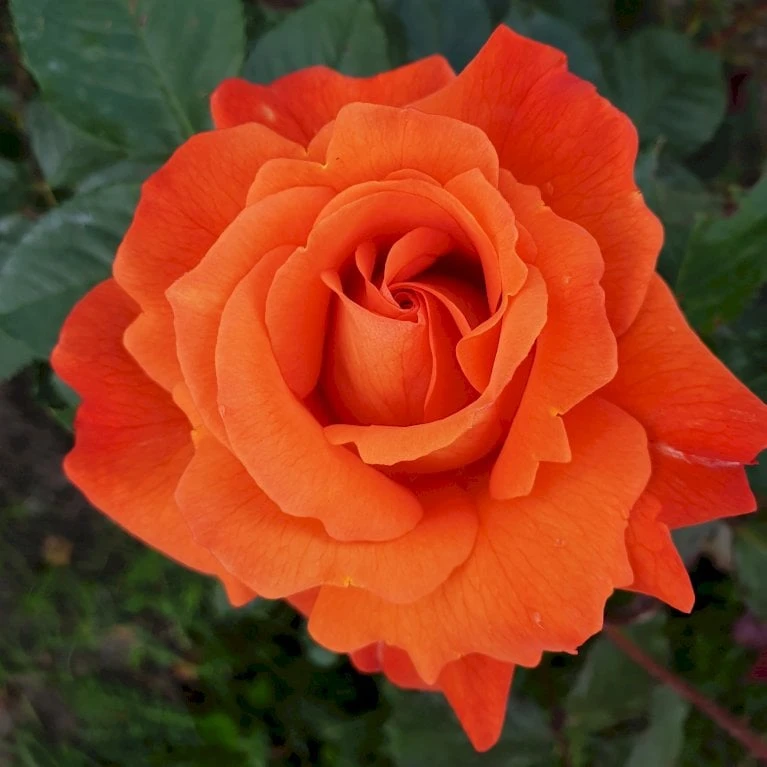 'Westerland'® Rosa X 'Westerland'® (Slyngrose) A-Kvalitet,- barrods roser min. 3 grene 'Westerland'® Rosa X 'Westerland'® (Slyngrose) A-Kvalitet,- Barrods Roser Min. 3 Grene -Plantetorvet p1919 53678 rosa x westerland slyngrose 6806