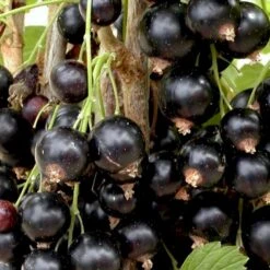 Solbær 'Titania' Ribes Nigrum 'Titania' 3,5 Liter Potte 4 Solbær 'Titania' Ribes Nigrum 'Titania' 3,5 Liter Potte -Plantetorvet p1928 48790 ribes nigrum titania a4db