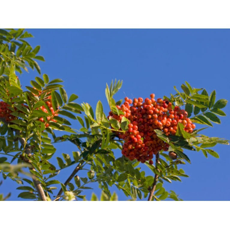 Almindelig Røn Sorbus Aucuparia Potte 7,5 liter 175-200 cm. Almindelig Røn Sorbus Aucuparia Potte 7,5 Liter 175-200 Cm. -Plantetorvet p1941 8185 sorbus aucuparia dc5d