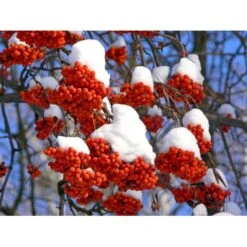 Almindelig Røn Sorbus Aucuparia Potte 7,5 Liter 175-200 Cm. 4 Almindelig Røn Sorbus Aucuparia Potte 7,5 Liter 175-200 Cm. -Plantetorvet p1941 8186 sorbus aucuparia 3f54