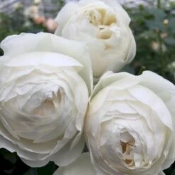 'Friheden'™ Rosa X 'Friheden'™ (Buketrose) A-Kvalitet,- Barrods Roser Min. 3 Grene -Plantetorvet p19464 51278 rosa x friheden buketrose a570