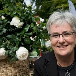 'Friheden'™ Rosa X 'Friheden'™ (Buketrose) A-Kvalitet,- Barrods Roser Min. 3 Grene -Plantetorvet p19464 51280 rosa x friheden buketrose 607c