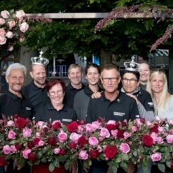 'Friheden'™ Rosa X 'Friheden'™ (Buketrose) A-Kvalitet,- Barrods Roser Min. 3 Grene -Plantetorvet p19464 51281 rosa x friheden buketrose a785