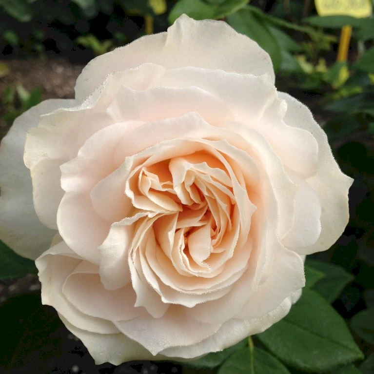 'Fru Nørby'™ Rosa X 'Fru Nørby'™ (Buketrose) A-Kvalitet,- barrods roser min. 3 grene 'Fru Nørby'™ Rosa X 'Fru Nørby'™ (Buketrose) A-Kvalitet,- Barrods Roser Min. 3 Grene -Plantetorvet p19465 51496 rosa x fru noerby buketrose 7e47