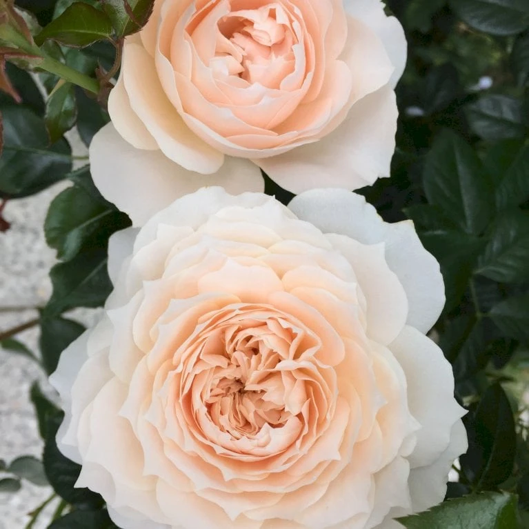 'Fru Nørby'™ Rosa X 'Fru Nørby'™ (Buketrose) A-Kvalitet,- barrods roser min. 3 grene 'Fru Nørby'™ Rosa X 'Fru Nørby'™ (Buketrose) A-Kvalitet,- Barrods Roser Min. 3 Grene -Plantetorvet p19465 51497 rosa x fru noerby buketrose 95a1