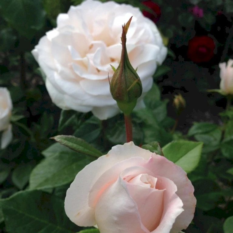 'Fru Nørby'™ Rosa X 'Fru Nørby'™ (Buketrose) A-Kvalitet,- barrods roser min. 3 grene 'Fru Nørby'™ Rosa X 'Fru Nørby'™ (Buketrose) A-Kvalitet,- Barrods Roser Min. 3 Grene -Plantetorvet p19465 51498 rosa x fru noerby buketrose 72f4
