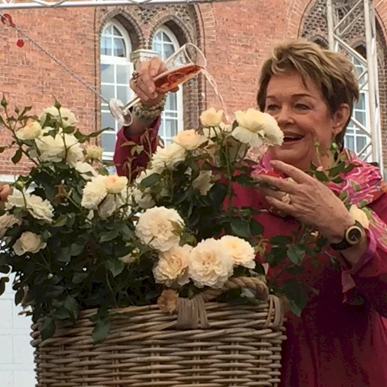 'Fru Nørby'™ Rosa X 'Fru Nørby'™ (Buketrose) A-Kvalitet,- barrods roser min. 3 grene 'Fru Nørby'™ Rosa X 'Fru Nørby'™ (Buketrose) A-Kvalitet,- Barrods Roser Min. 3 Grene -Plantetorvet p19465 51500 rosa x fru noerby buketrose bfc0