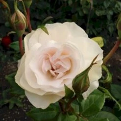 'Fru Nørby'™ Rosa X 'Fru Nørby'™ (Buketrose) A-Kvalitet,- Barrods Roser Min. 3 Grene 8 'Fru Nørby'™ Rosa X 'Fru Nørby'™ (Buketrose) A-Kvalitet,- Barrods Roser Min. 3 Grene -Plantetorvet p19465 51501 rosa x fru noerby buketrose 2d4d